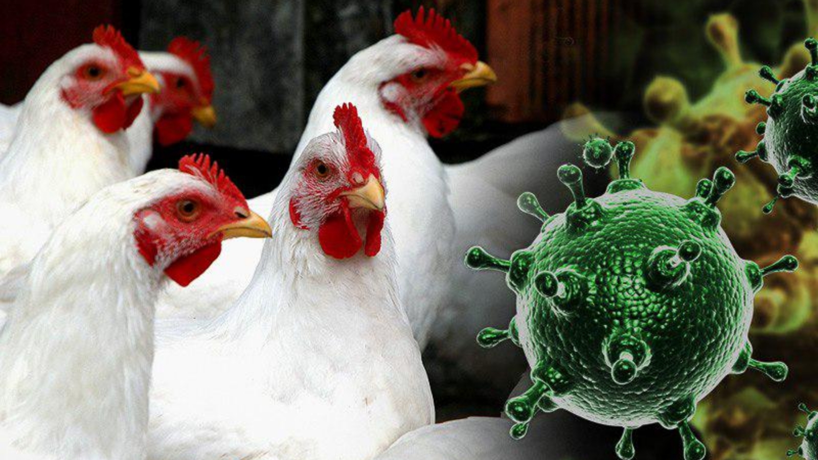 Подозрение на грипп птиц