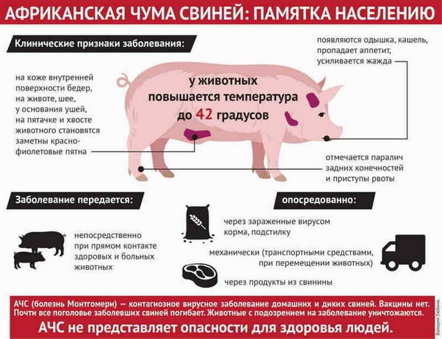 ПАМЯТКА НАСЕЛЕНИЮ АФРИКАНСКАЯ ЧУМА СВИНЕЙ